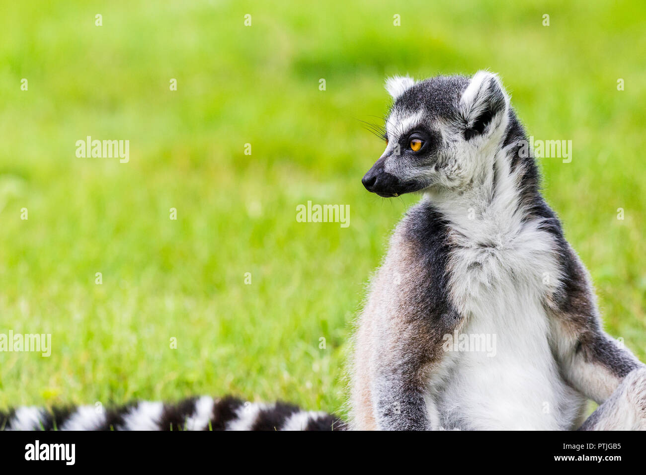 Ring tailed lemur glances back over its striped tail. Stock Photo