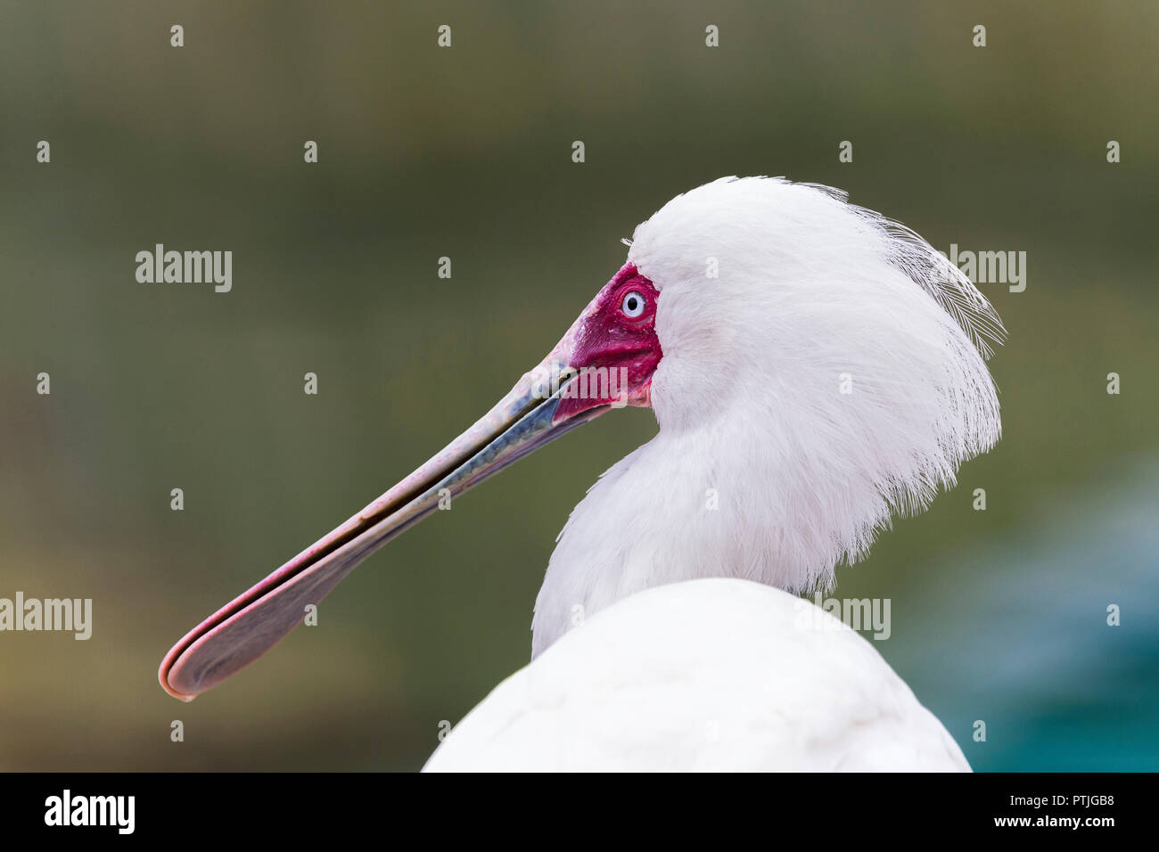 Portrait of an African spoonbill. Stock Photo