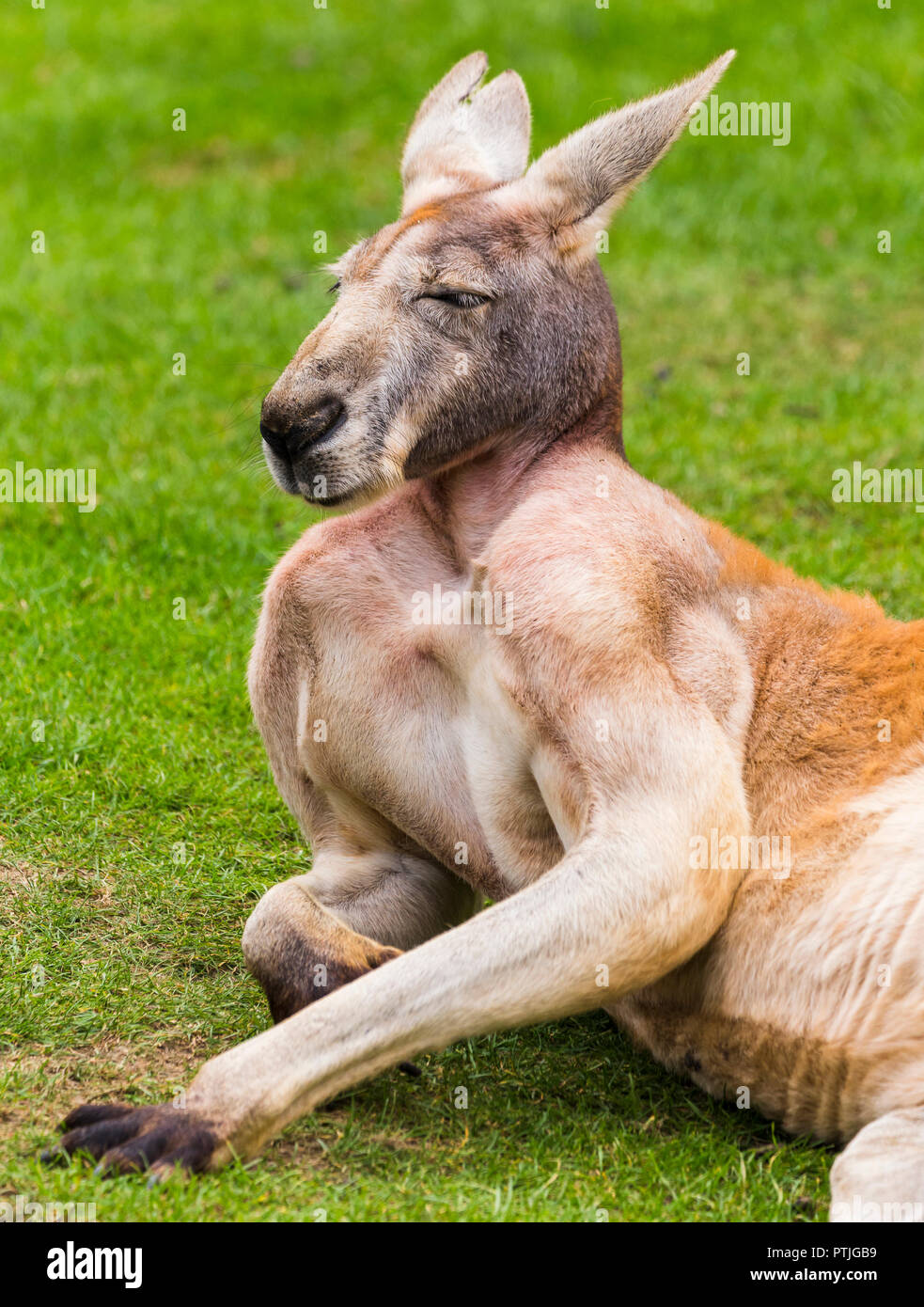 Red kangaroo enjoying the sunshine. Stock Photo