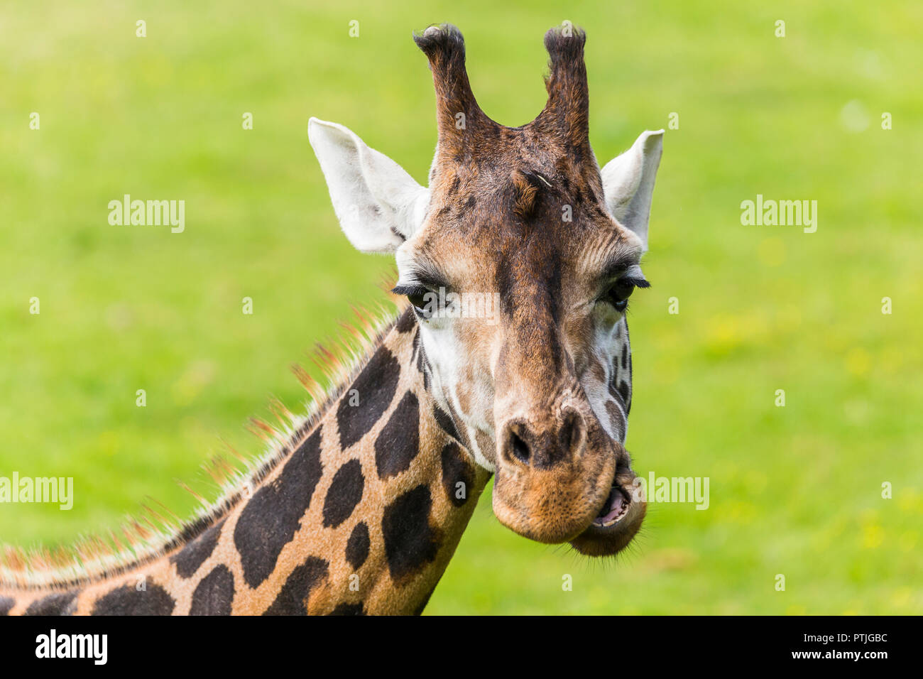 Giraffe chewing its food. Stock Photo