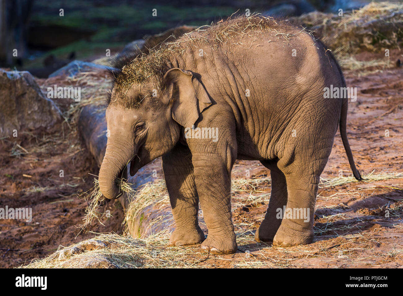 An Asian elephant calf feeds around a rocky area. Stock Photo
