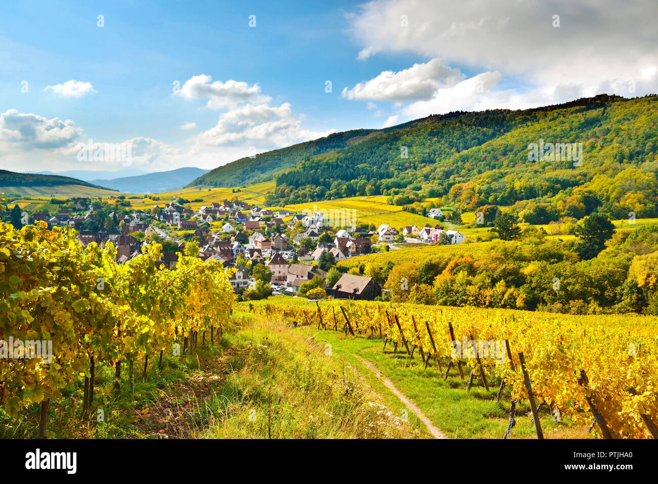 An autumn view of Riquewihr looking across vineyards after the grape harvest. Stock Photo