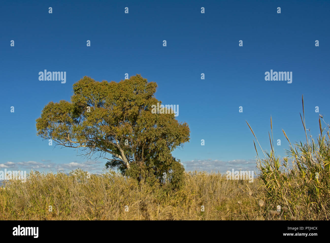 Giant reed plants and tree in Guadalhorce river estuary nature reserve