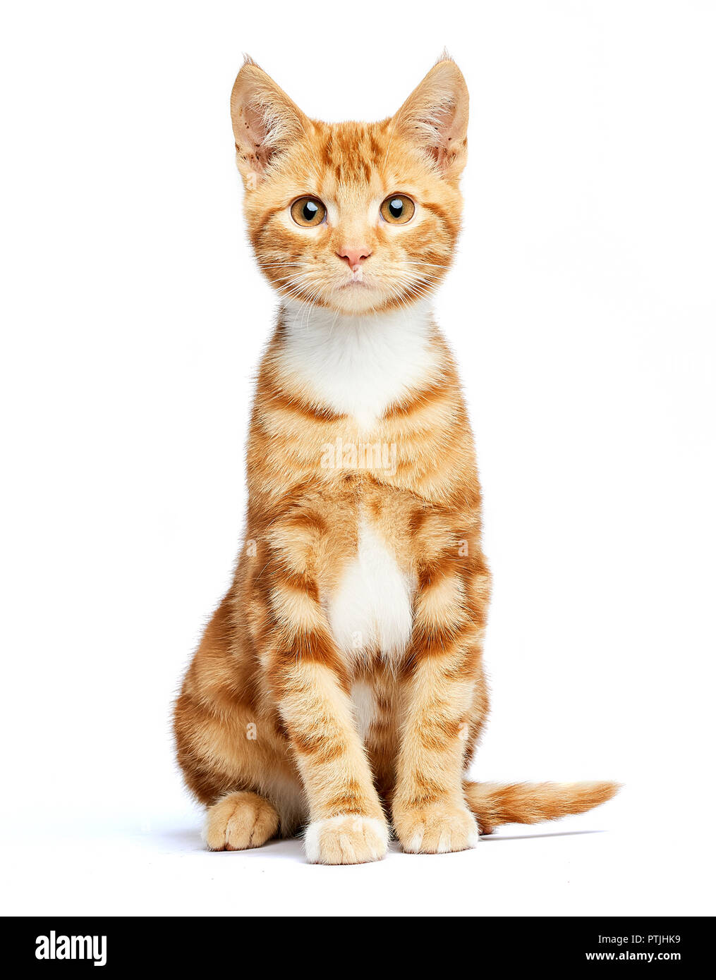 Adorable ginger red tabby kitten sitting, curious and isolated on white background. Stock Photo