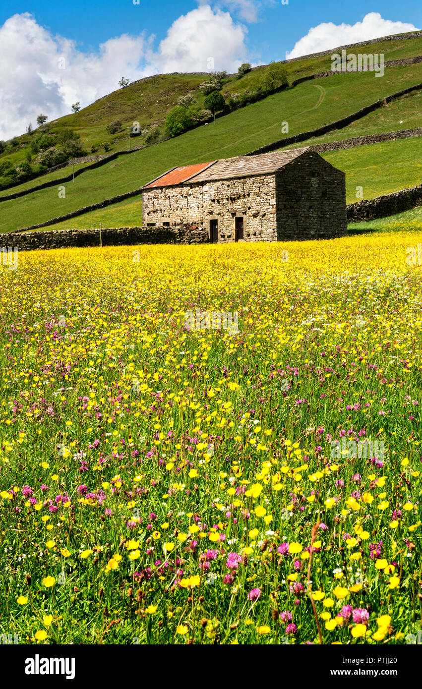 Wild flowers in the meadows at Muker in Swaledale Stock Photo Alamy