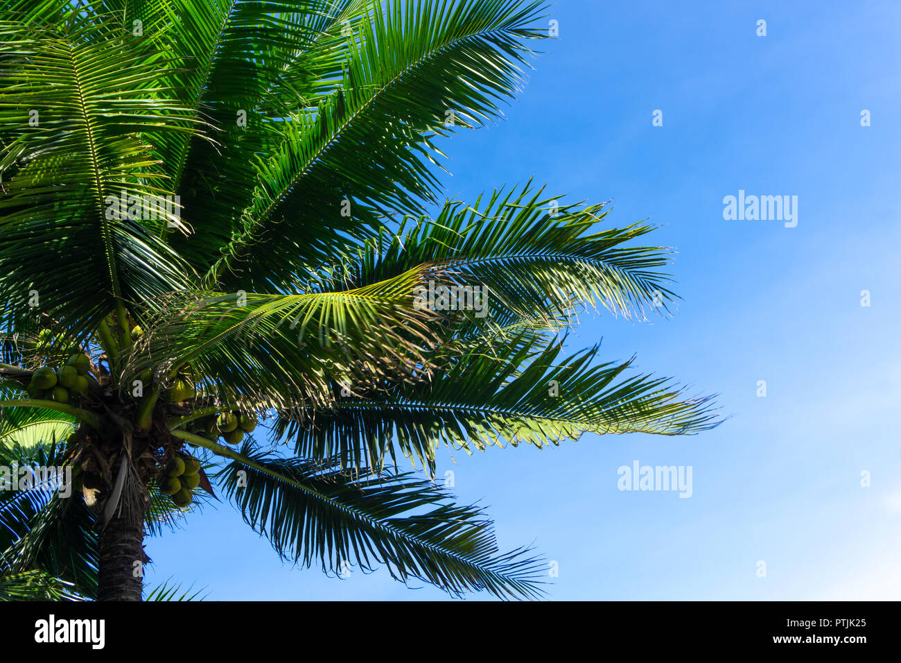 Palm trees or coconut trees against the blue sky. Stock Photo