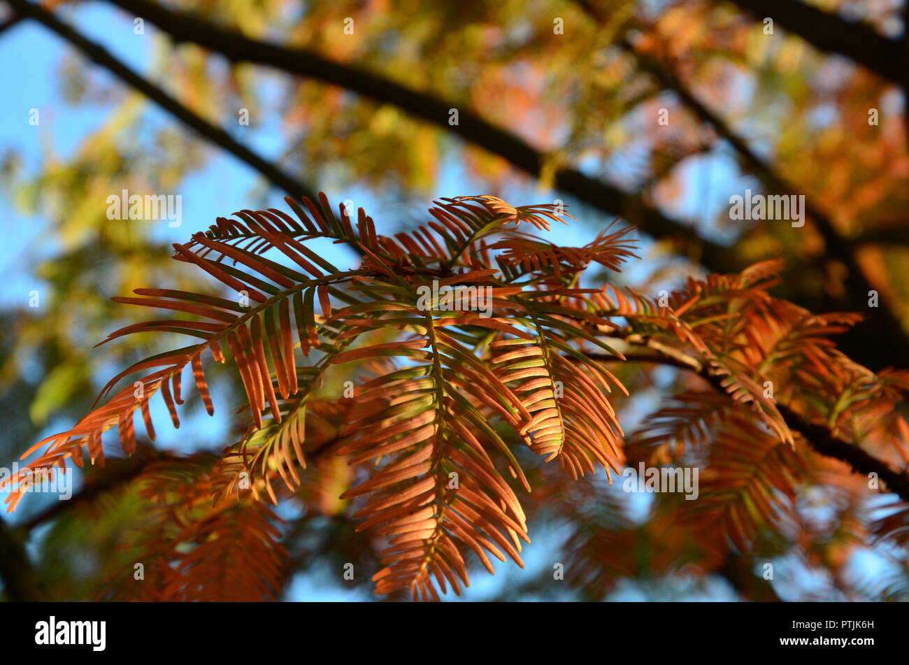Redwood tree in autumn colors, fall foliage, pine needles, blue sky, sunny, autumn impressions, tree, sequoia Stock Photo