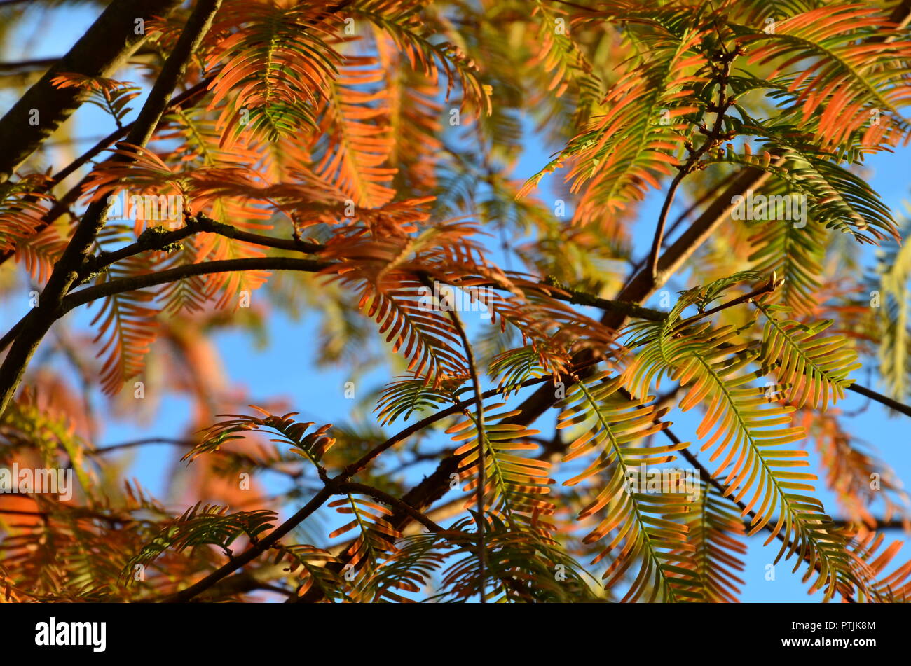 Redwood tree in autumn colors, fall foliage, pine needles, blue sky, sunny, autumn impressions, tree, sequoia Stock Photo