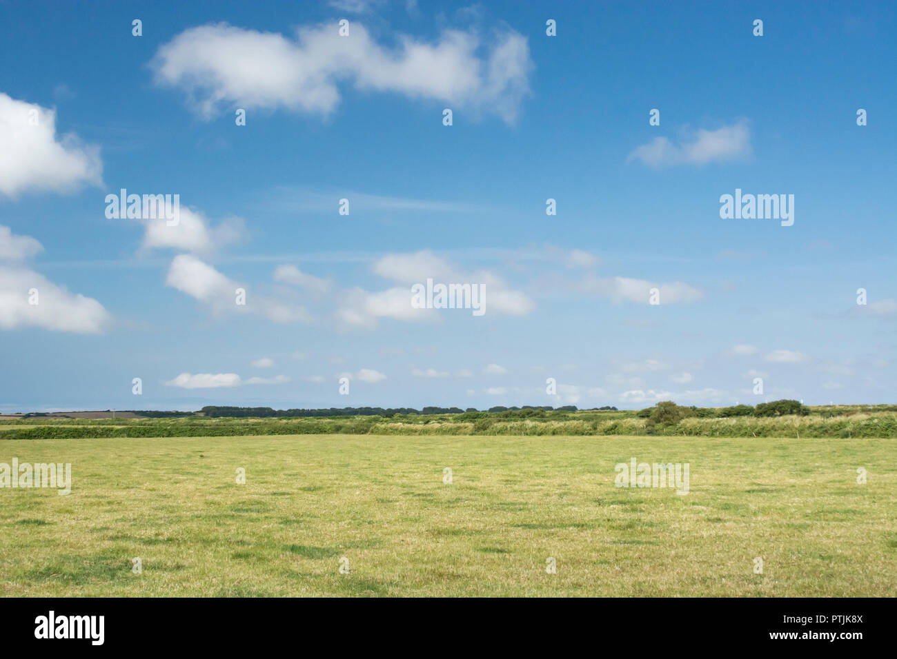 Cropped agricultural field (pasture) with blue summer sky. Stock Photo