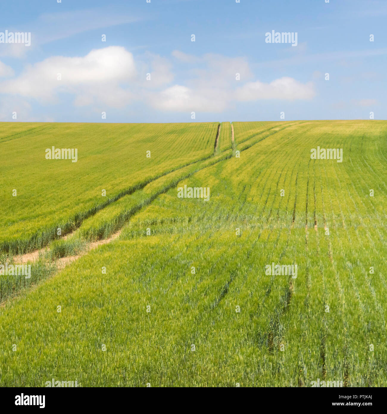 Cropped agricultural field (cereal crop) with blue summer sky. Field crop pattern. Stock Photo