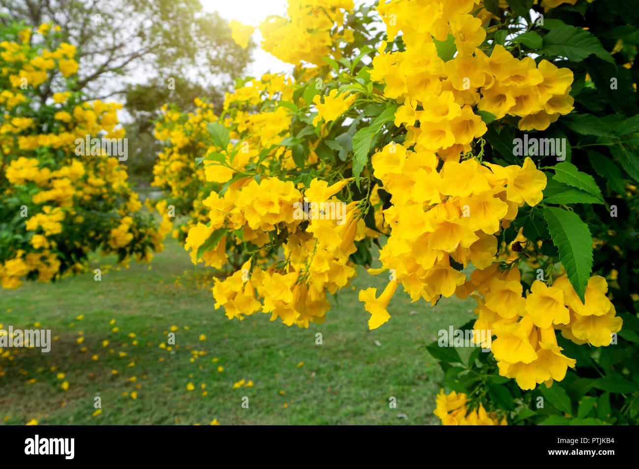 Beautiful Many Yellow tecoma stans flower background. Stock Photo