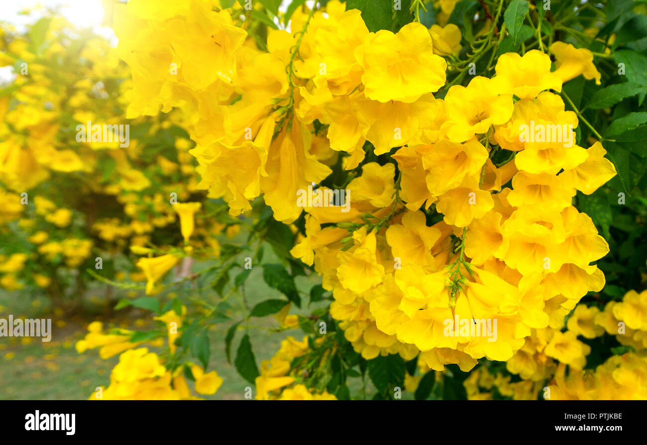 Beautiful Many Yellow tecoma stans flower background. Stock Photo