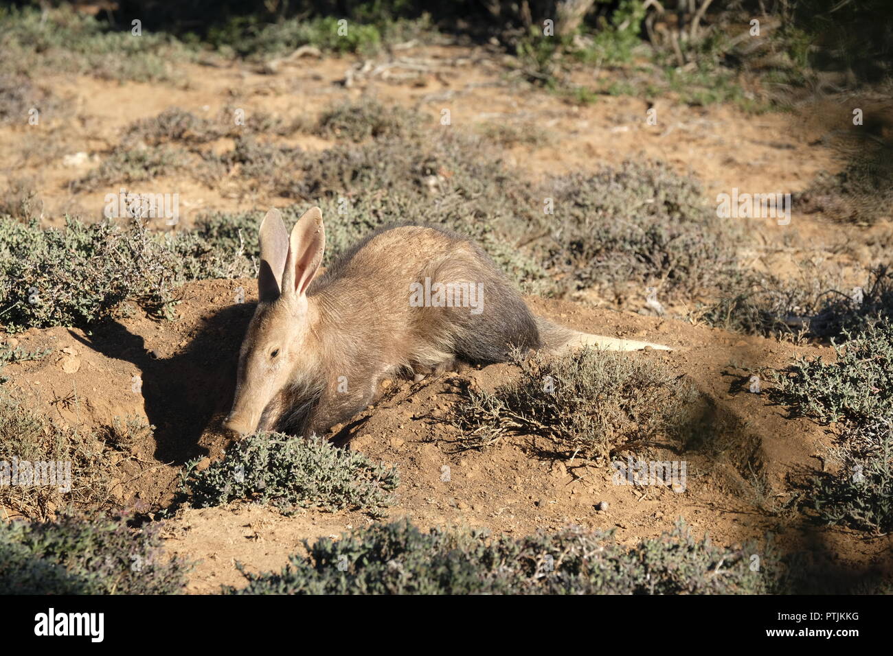 aardvark on burrow - early winter morning Stock Photo - Alamy