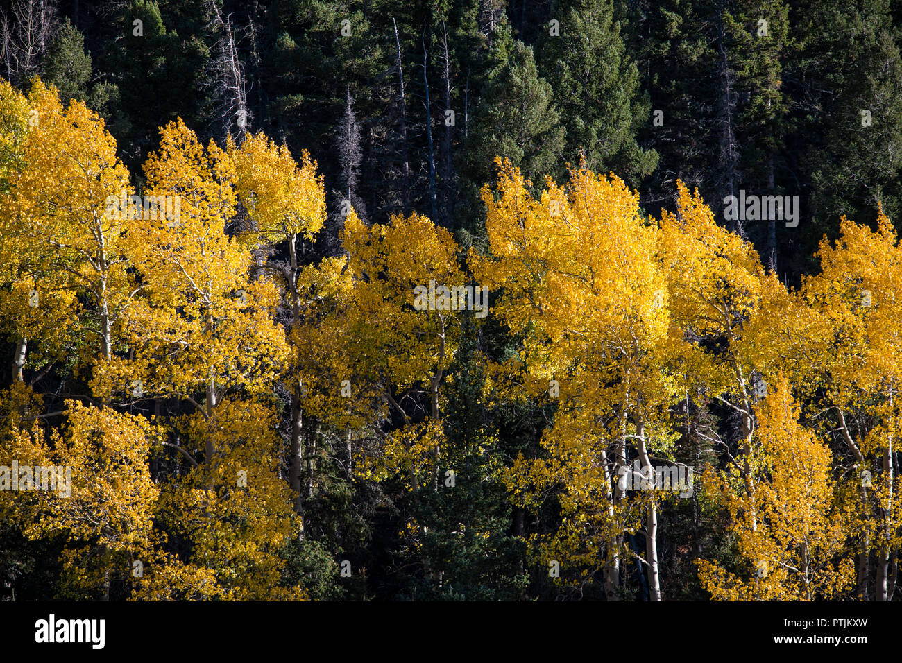 Color contrasts of an aspen tree grove of orange, gold, and yellow against a background of dark green pine trees Stock Photo