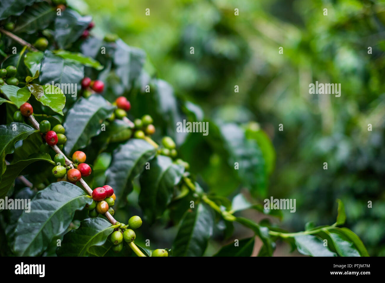 COFFEE BEANS CLOSE UP Stock Photo Alamy