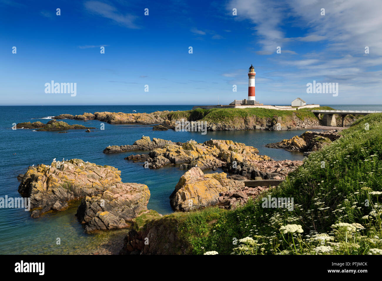 Rocks at Buchan Ness headland with lighthouse and Queen Annes Lace flowers at Boddam Aberdeenshire Scotland UK on the North Sea Stock Photo