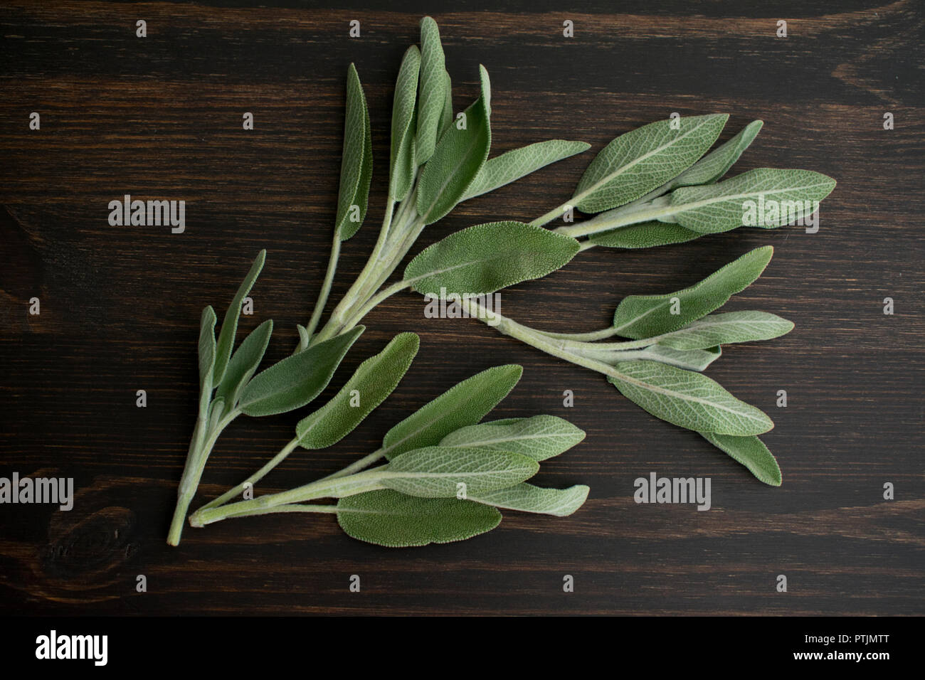 Sage Sprigs on a Dark Wood Background Stock Photo