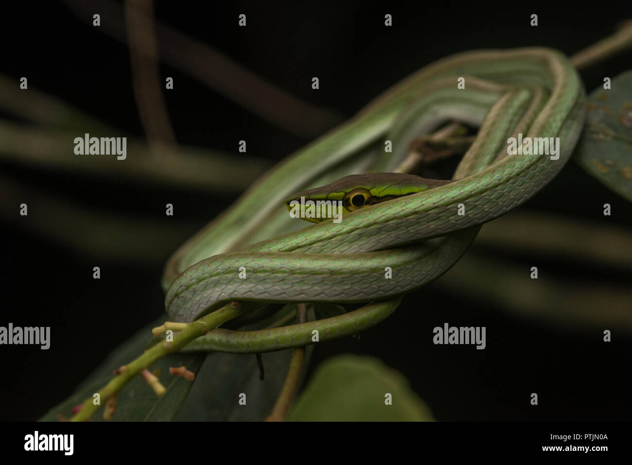 Daudin's vine snake (Xenoxybelis argenteus), formerly known as Philodryas argenteus, sleeping on a low branch in the Amazon jungle. Stock Photo