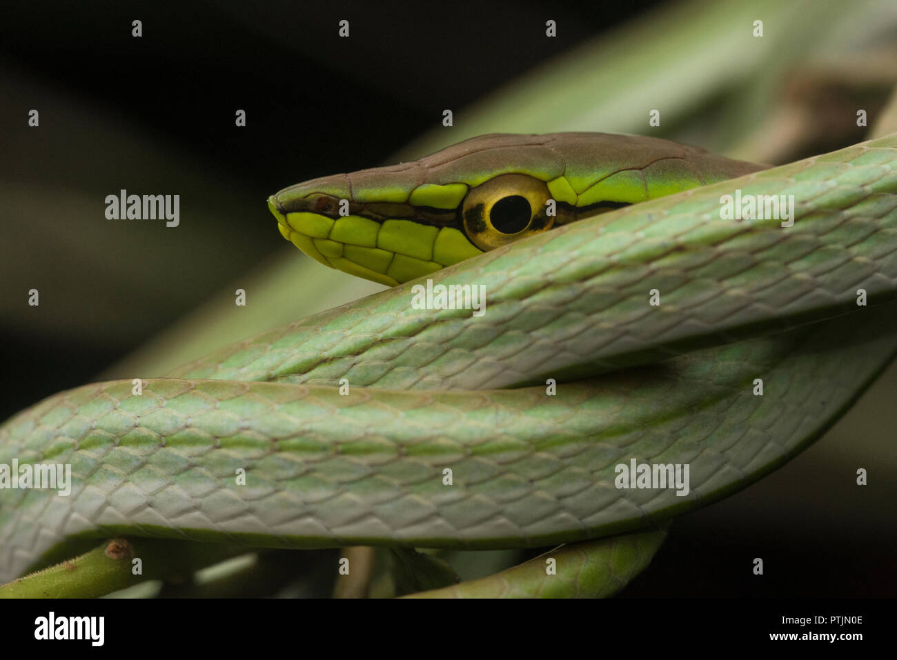Daudin's vine snake (Xenoxybelis argenteus), formerly known as Philodryas argenteus, sleeping on a low branch in the Amazon jungle. Stock Photo