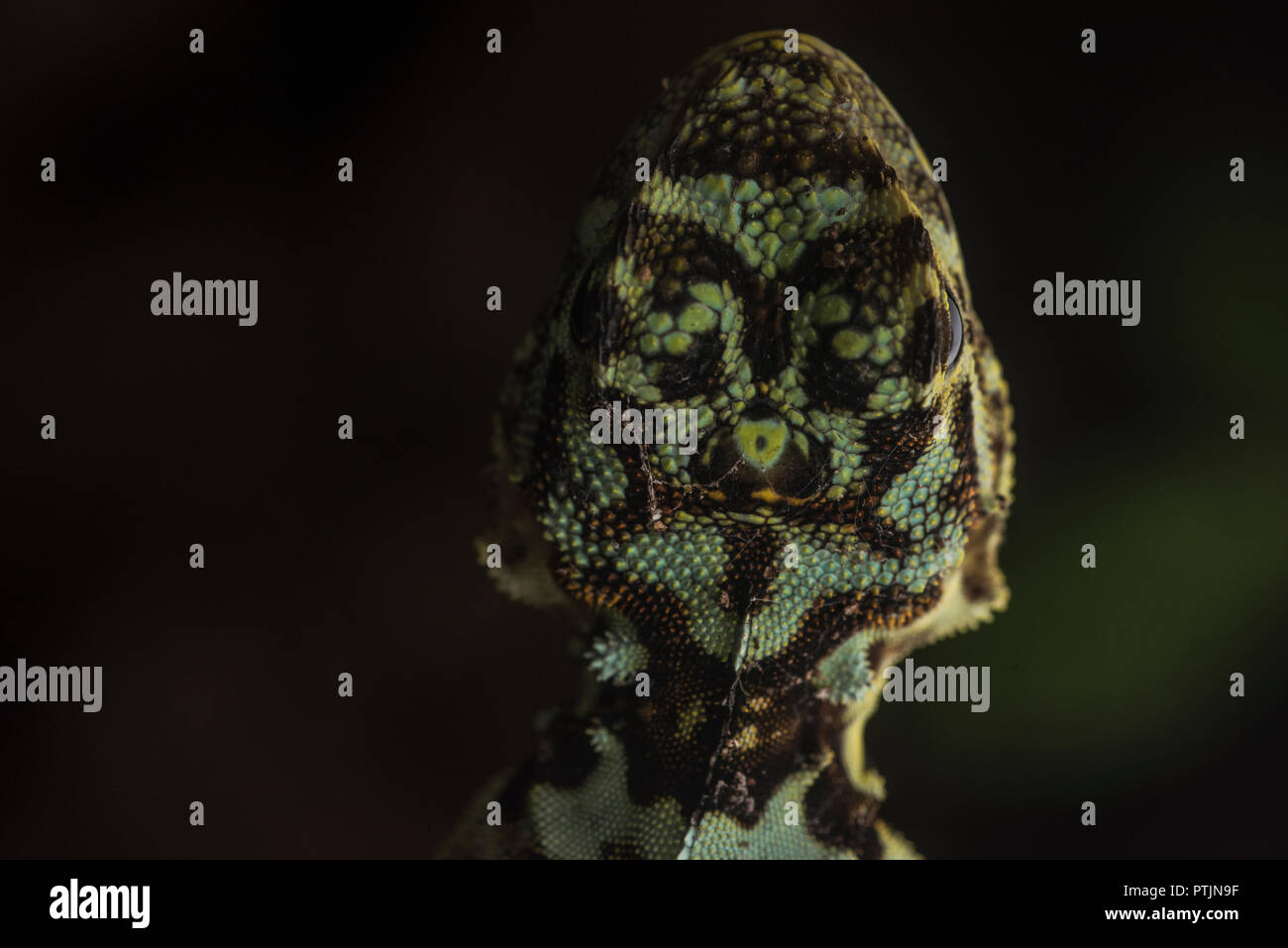 A collared tree runner (Plica plica) a very fast arboreal lizard that