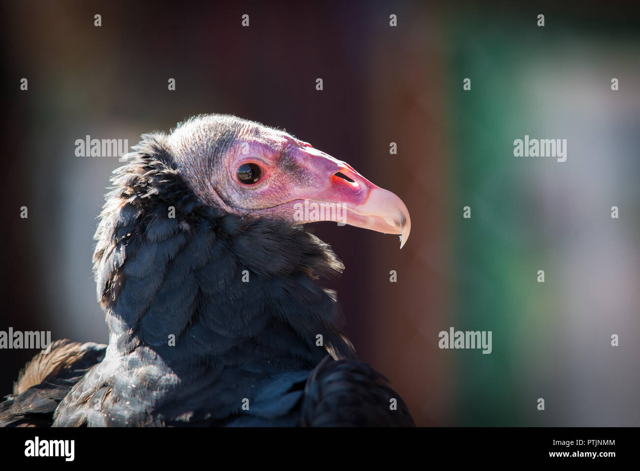 close up portrait of Coragyps atratus or Buitre Mexicano Stock Photo