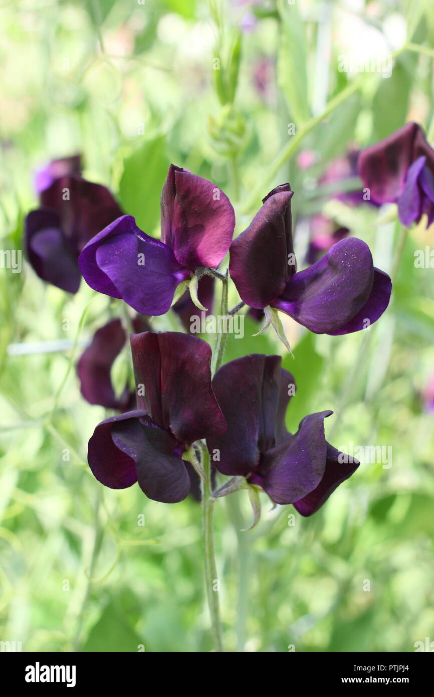 Lathyrus odoratus. Sweet pea 'Almost Black' in full bloom in an English garden, Summer, UK Stock Photo