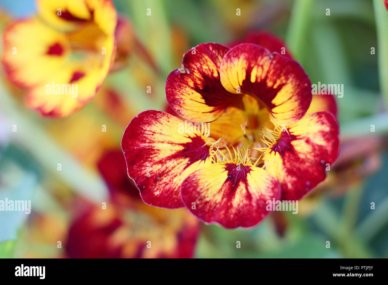 Tropaeolum majus. Nasturtium 'Orchid Flame' in flower in an English