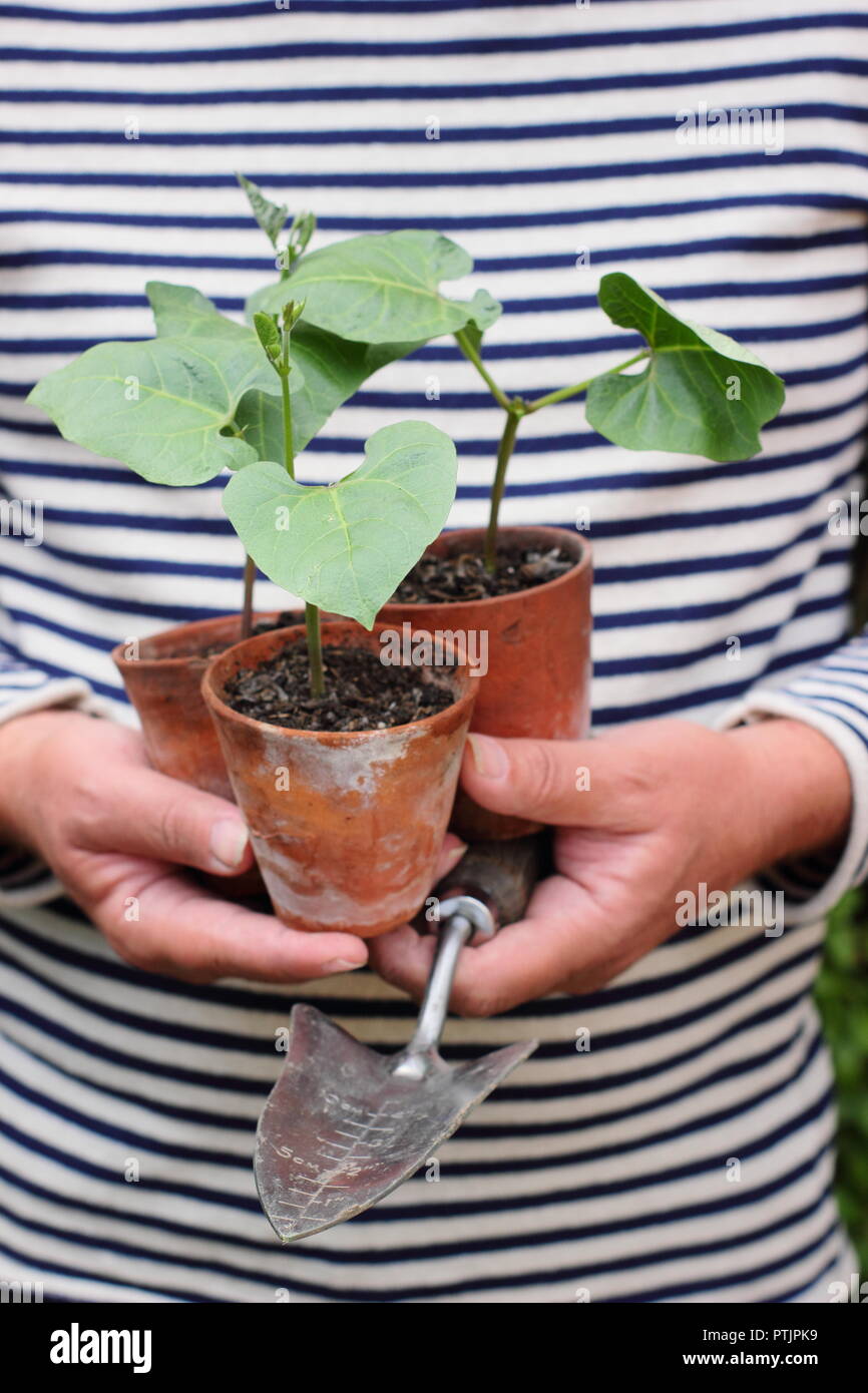 Phaseolus coccineus. Young runner bean 'Enorma' variety plants in pots ready for planting out, UK Stock Photo