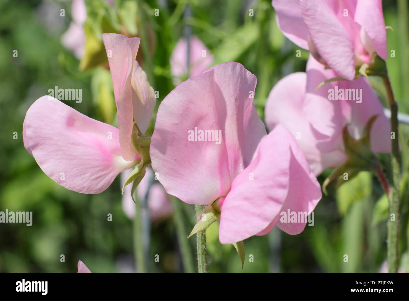 Lathyrus odoratus 'Prima Donna' sweet pea plant in full bloom in summer in an English garden, UK
