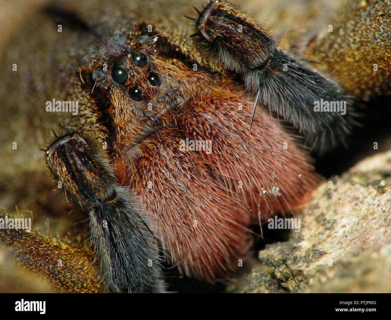 Banana spiders hires stock photography and images Alamy