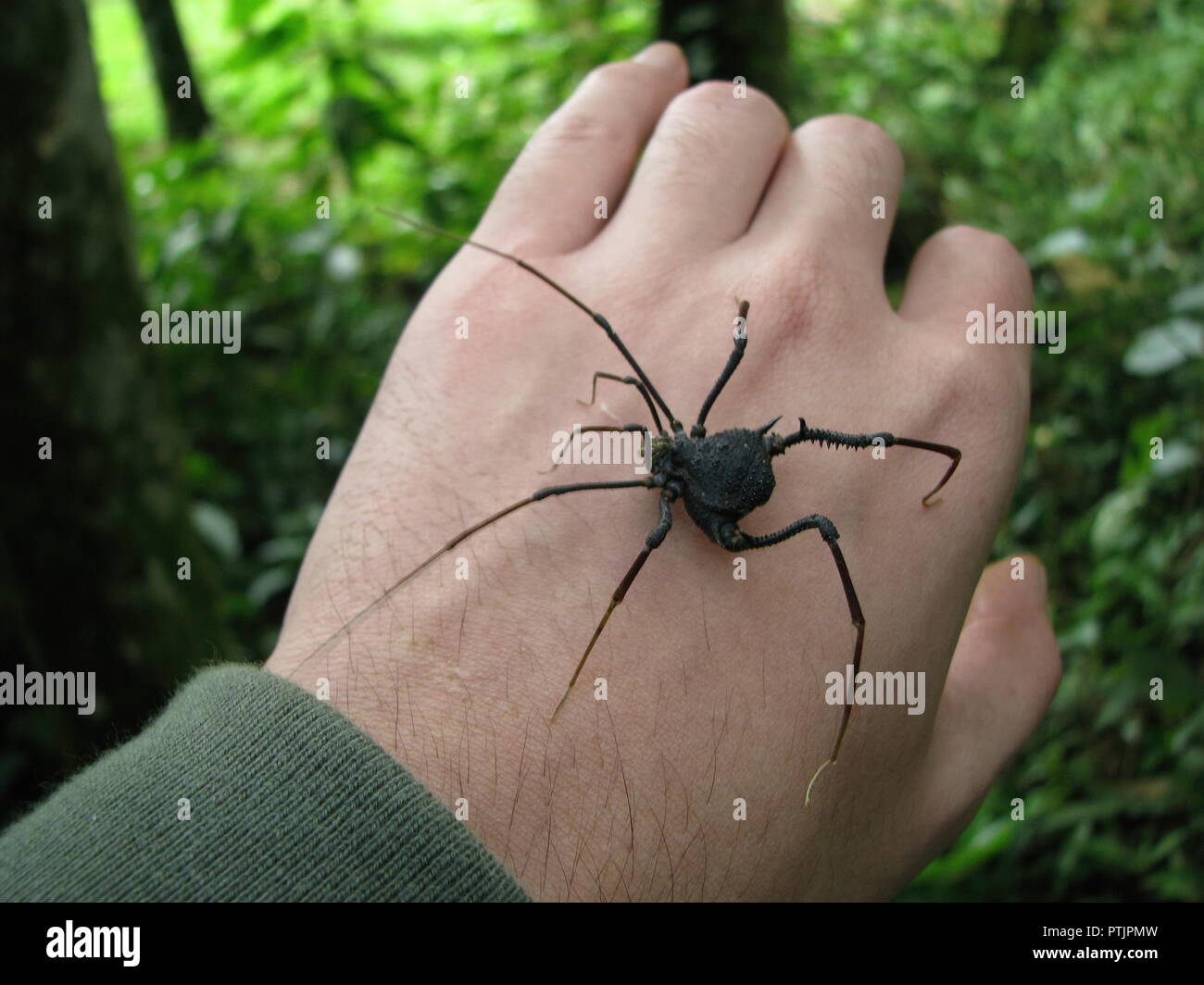 Big harvestman, an arachnid superficially similar to spiders and with the same common name of daddy long legs, being handled on a forest background. Stock Photo