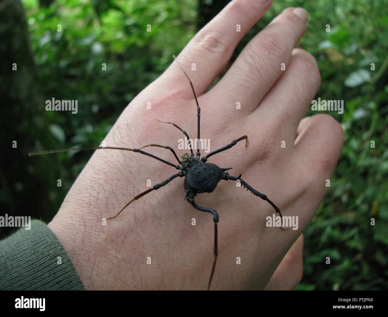 Big harvestman, an arachnid superficially similar to spiders and with the same common name of daddy long legs, being handled on a forest background. Stock Photo