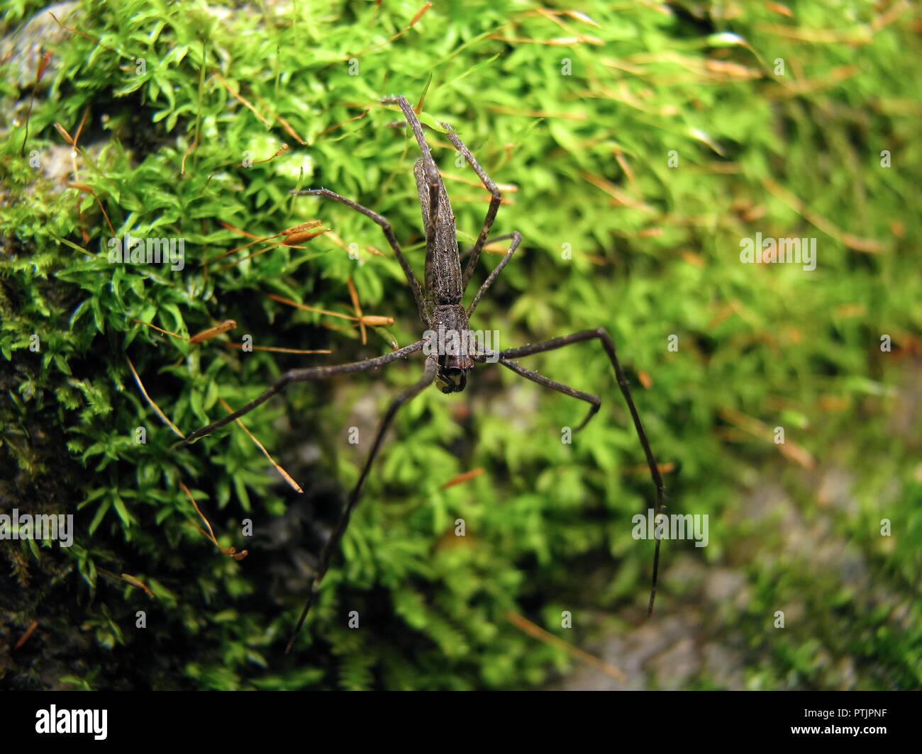 Macro of an ogre faced spider (Deinopis) over green moss Stock Photo