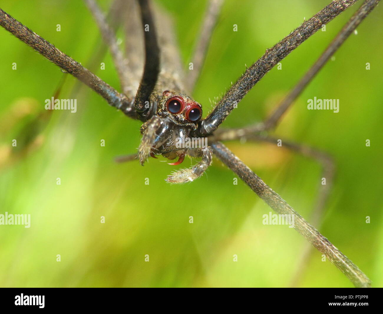 Macro of an ogre faced spider (Deinopis) over green moss, shows the spider eyes in detail while grooming it's leg between the fangs Stock Photo
