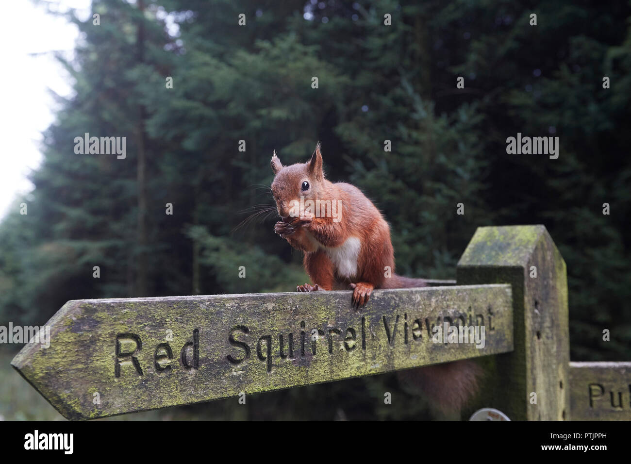 Red Squirrel, Sciurus vulgaris, eating a hazelnut on a Red Squirrel viewpoint public footpath sign post, Snaizeholme, near Hawes, Yorkshire Dales Nati Stock Photo