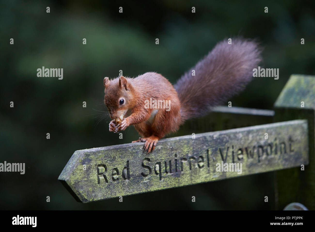 Red Squirrel, Sciurus vulgaris, eating a hazelnut on a Red Squirrel viewpoint public footpath sign post, Snaizeholme, near Hawes, Yorkshire Dales Nati Stock Photo