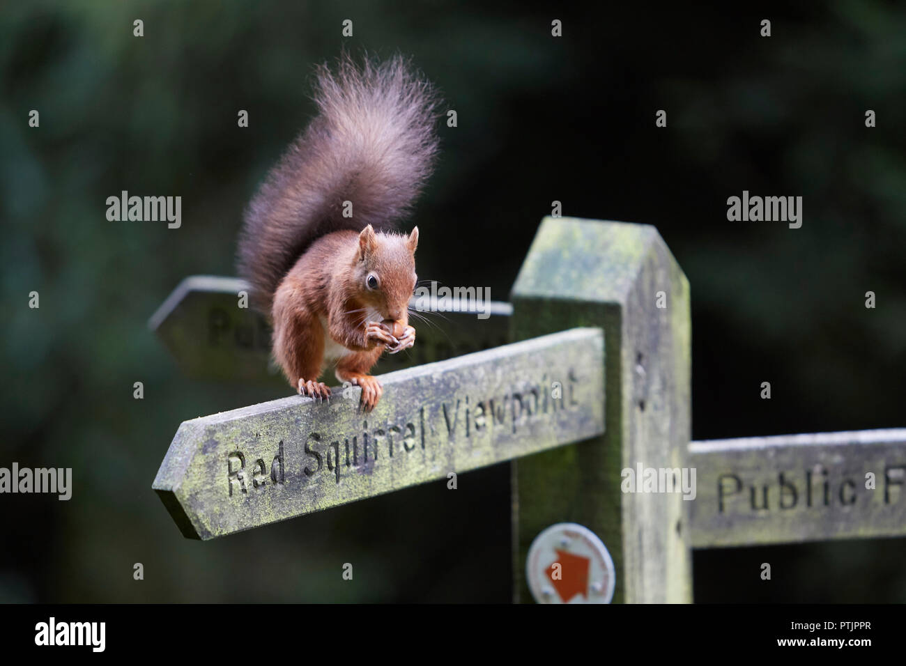 Red Squirrel, Sciurus vulgaris, eating a hazelnut on a Red Squirrel viewpoint public footpath sign post, Snaizeholme, near Hawes, Yorkshire Dales Nati Stock Photo