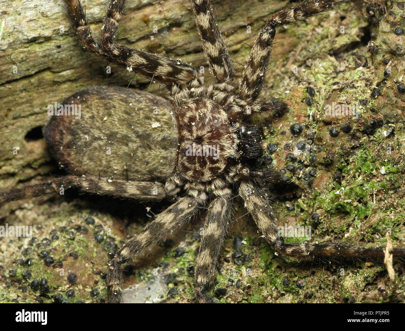 Flattie spider (Selenopidae, Selenops) camouflaged on a mossy tree trunk, top view macro Stock Photo