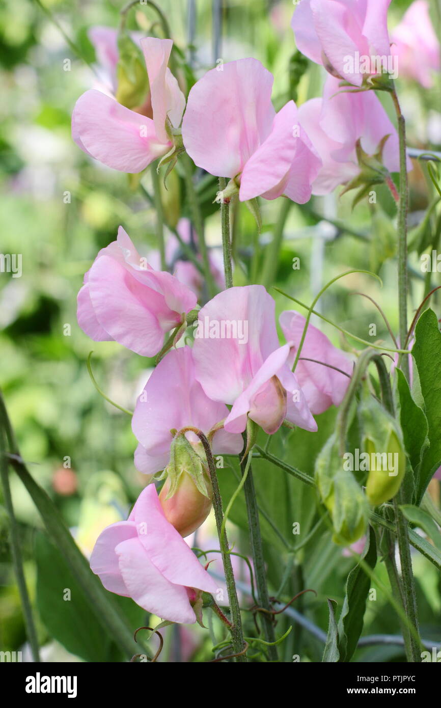 Sweet peas prima donna hires stock photography and images Alamy