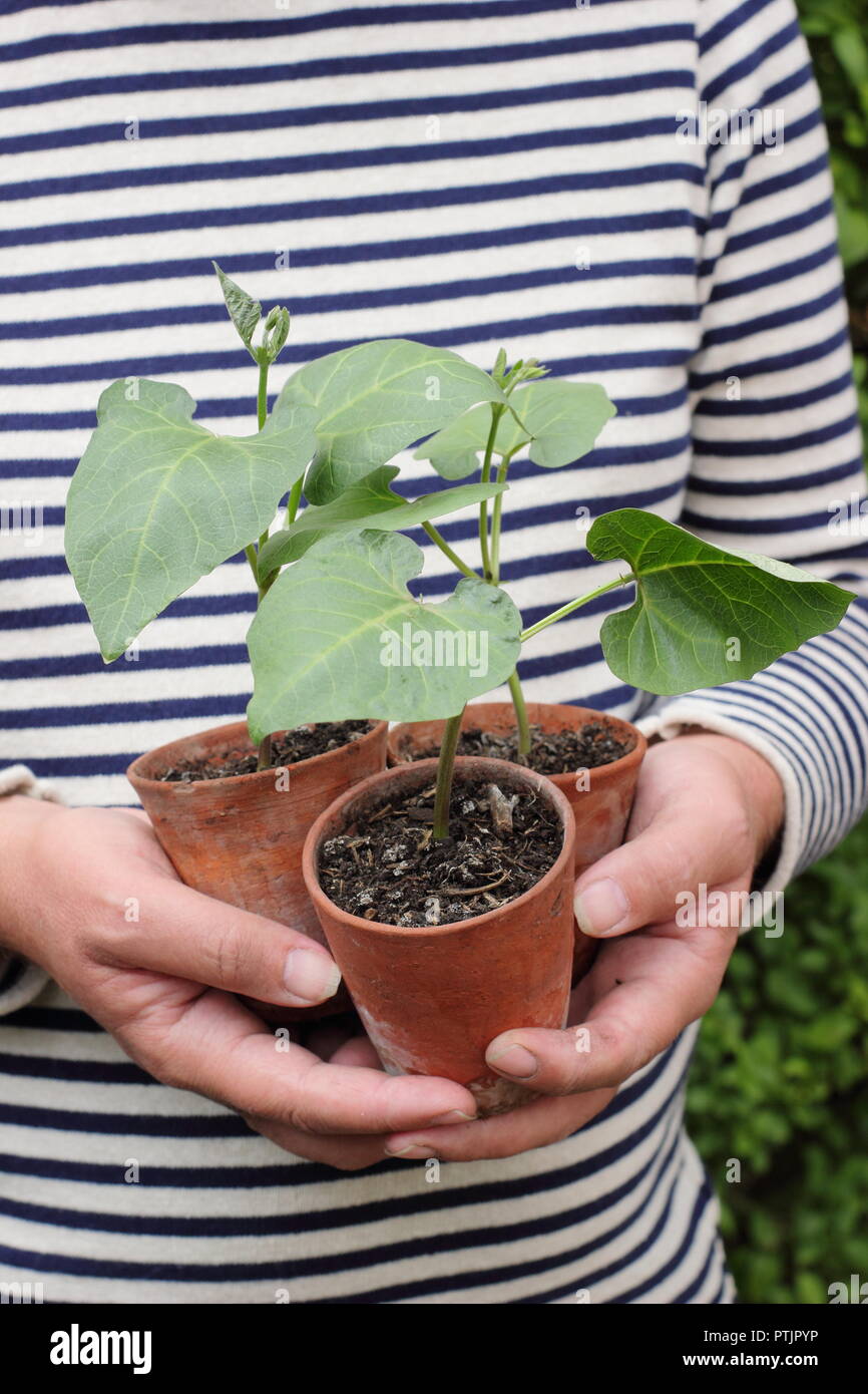 Phaseolus coccineus. Young runner bean 'Enorma' variety plants in pots ready for planting out, UK Stock Photo