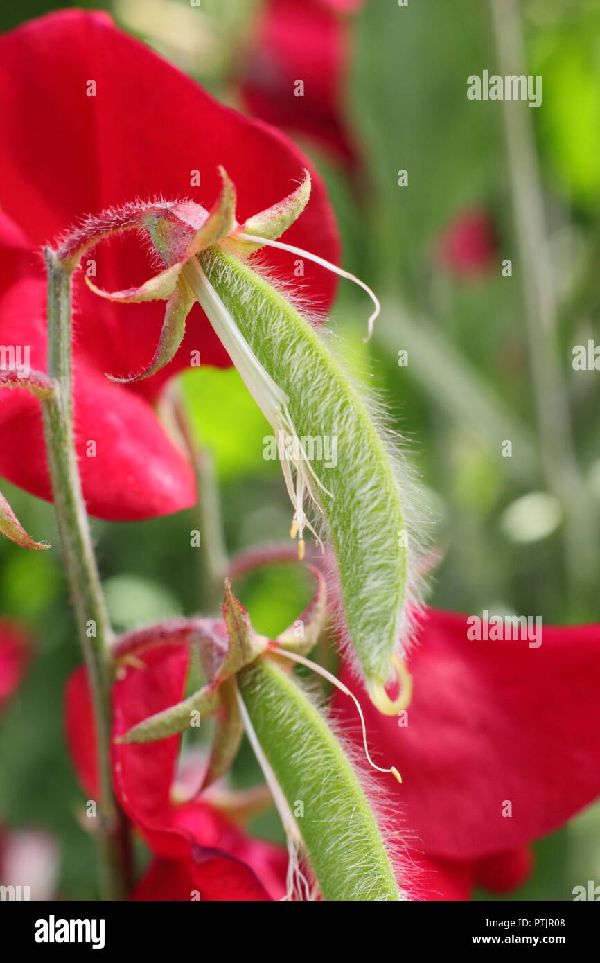 Lathyrus odoratus. Pods on sweet pea 'Windston Churchill' plant Stock Photo