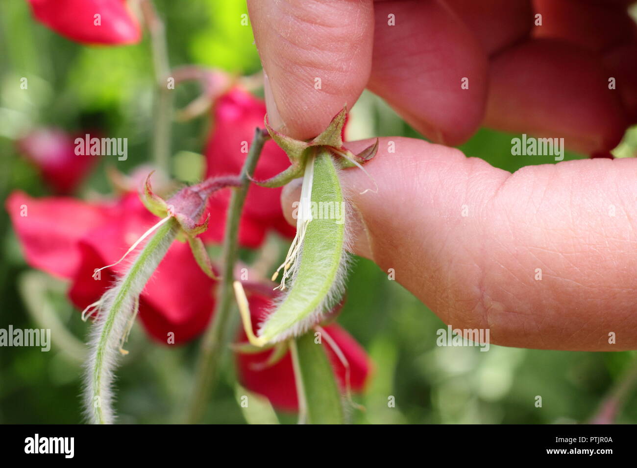Lathyrus odoratus. Removing pods from sweet pea plant to encourage further flowering Stock Photo