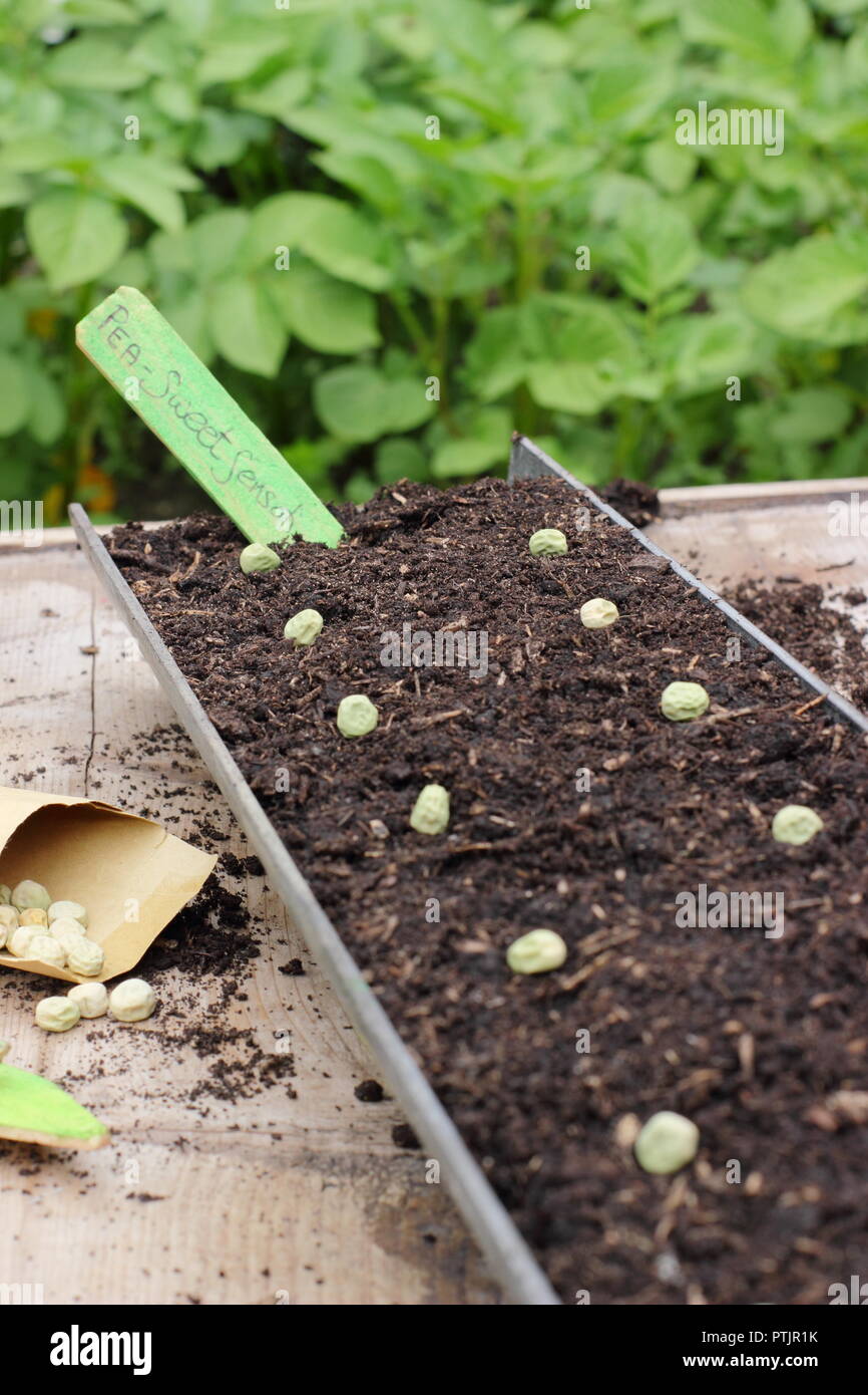 Pisum Sativum Mangetout variety. Sowing mangetout pea 'Sweet Sensation' seed in guttering in an English garden, UK Stock Photo