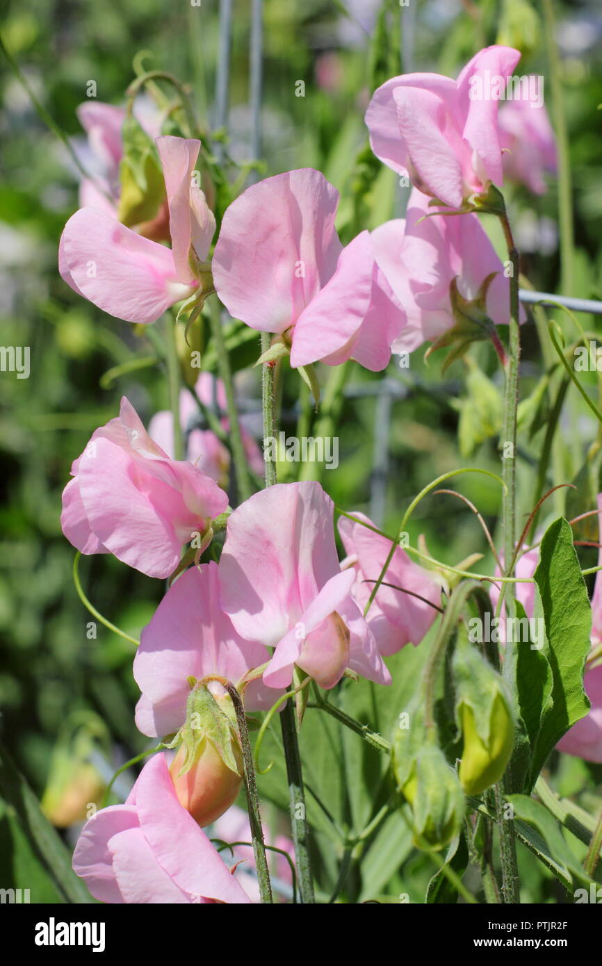 Prima donna by hi-res stock photography and images - Alamy