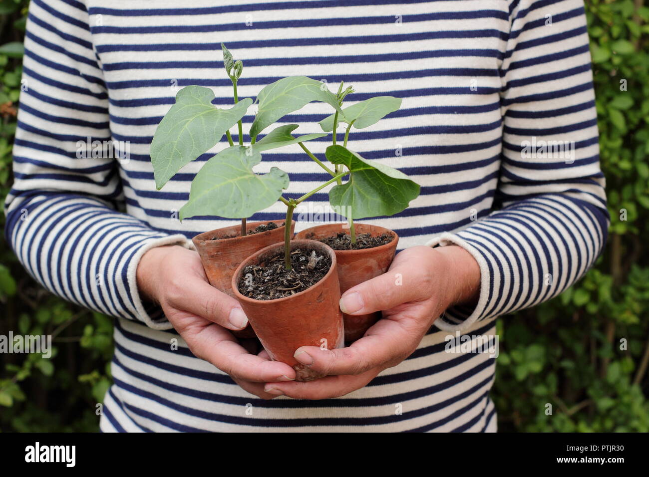 Phaseolus coccineus. Young runner bean 'Enorma' variety plants in pots ready for planting out, UK Stock Photo