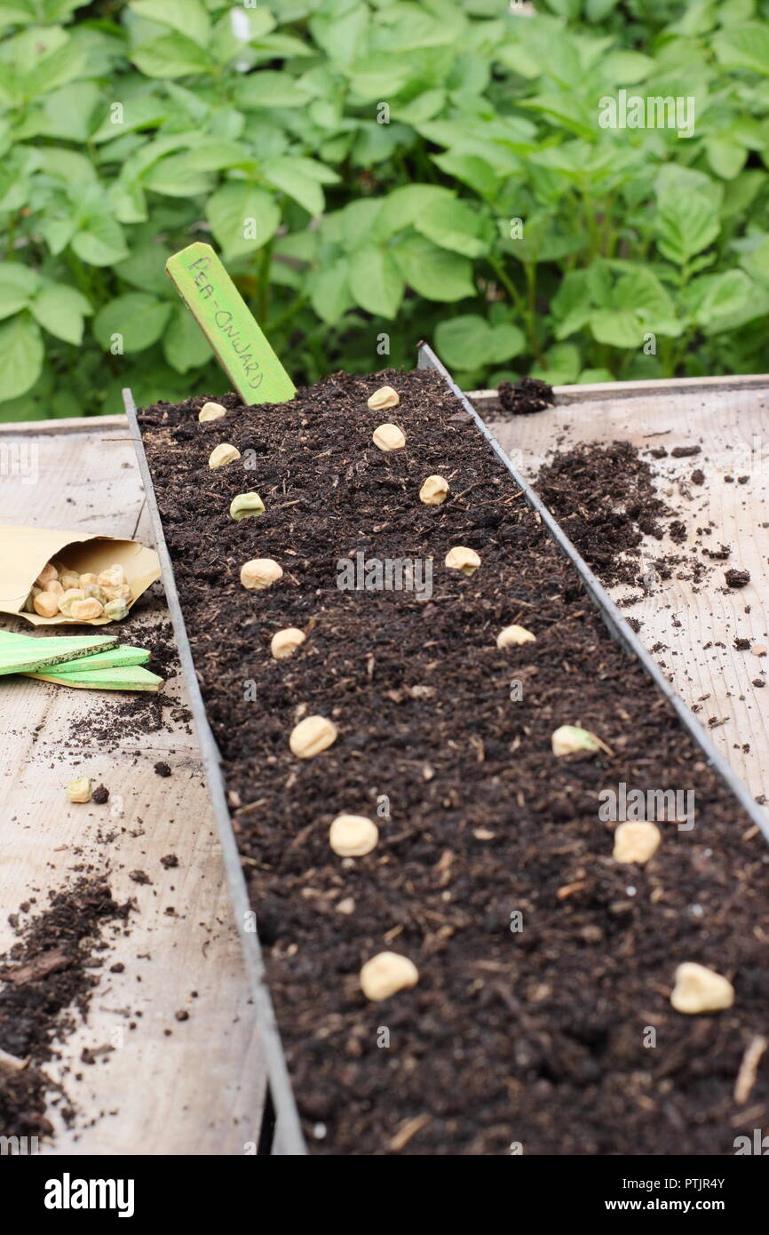 Pisum Sativum. Sowing pea seeds 'Onward' variety in guttering in an English garden, UK Stock Photo