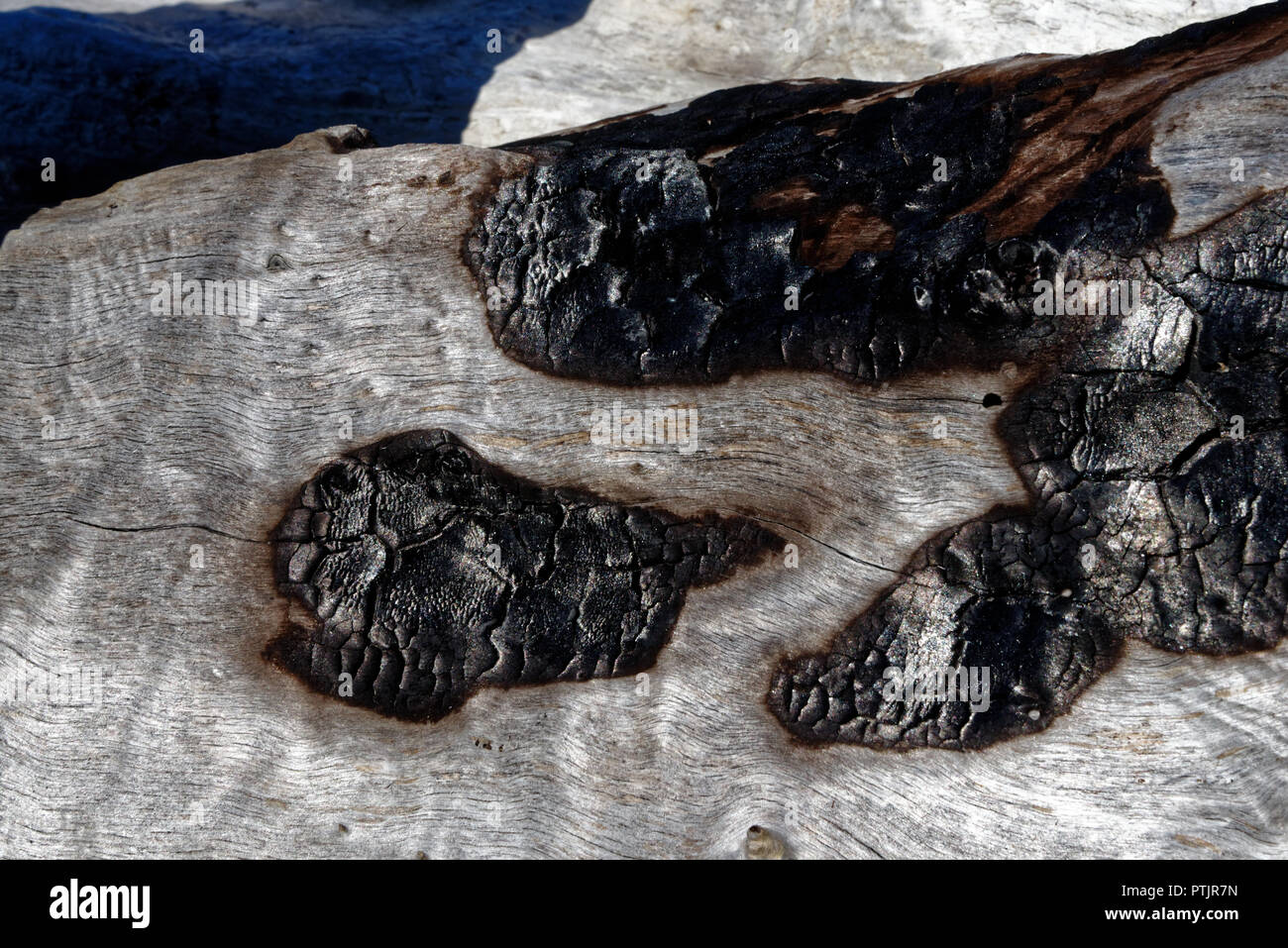Burn bark hires stock photography and images Alamy