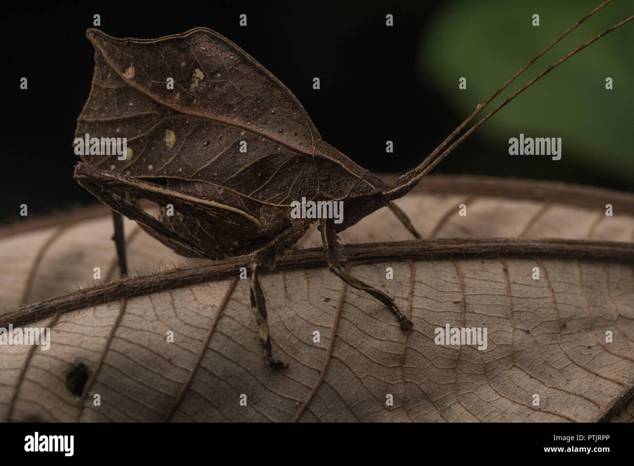 A katydid mimics a dead leaf in the jungle in order to stay hidden from predators. Stock Photo