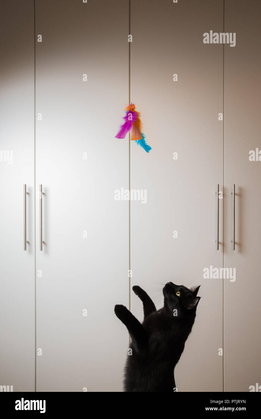 Black cat ready to jump at feather toy Stock Photo