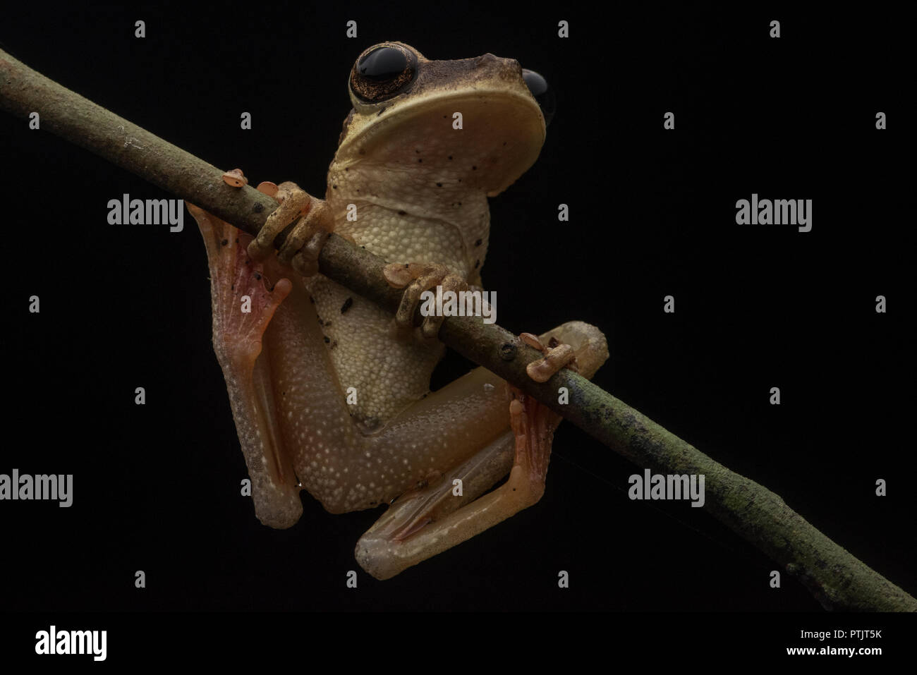 Cayenne slender-legged tree frog (Osteocephalus leprieurii) form tropical Amazonian Peru. Stock Photo